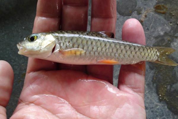 常被人看成是“草魚”,但價格是草魚的8倍,人稱“水中精靈” 常被人看成是“草魚”,但價格是草魚的8倍,人稱“水中精靈”