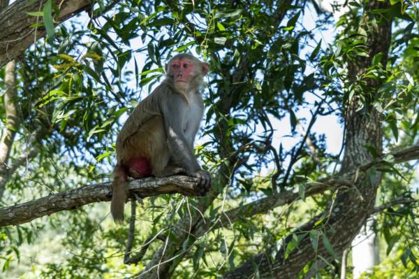 海南：南灣猴島的獼猴惹人喜愛