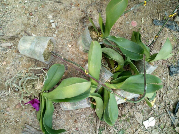 找對地方撿花，買花錢能少一半，你都知道從哪撿花嗎