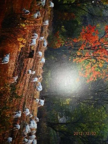 秋天的美景，真迷人