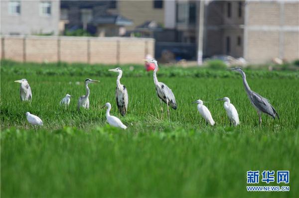 雲南曲靖：鷺舞南盤江
