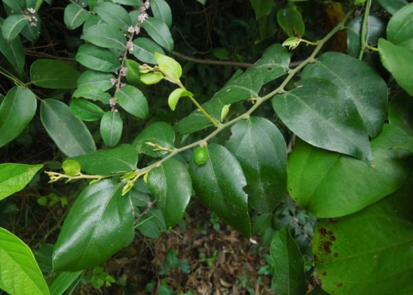 渾身是寶的芳香植物——黃牛木 渾身是寶的芳香植物——黃牛木