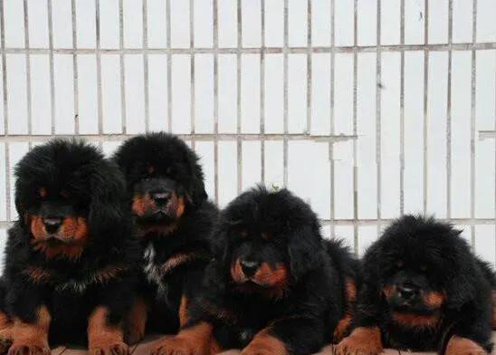 藏獒 威武 兇猛 忠誠