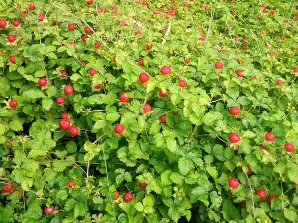 20種美味的野果子,你還記得幾種?一起來認識下,漲知識不吃虧 20種美味的野果子,你還記得幾種?一起來認識下,漲知識不吃虧