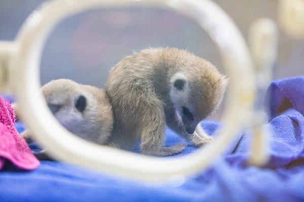 小小“吃貨”齊亮相,呆萌幼崽共享美食盛宴 小小“吃貨”齊亮相,呆萌幼崽共享美食盛宴