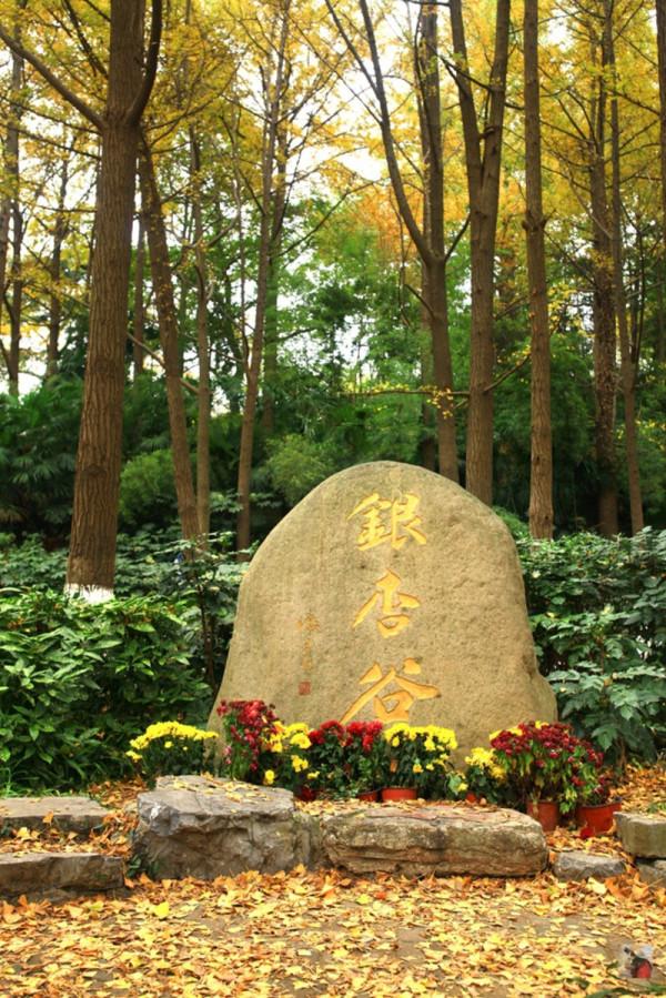 一入秋，南京就成了金陵