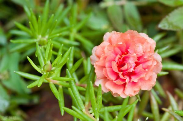太陽花花苞乾枯?問題出在3點上,處理得當,依舊是“最靚”的花 太陽花花苞乾枯?問題出在3點上,處理得當,依舊是“最靚”的花