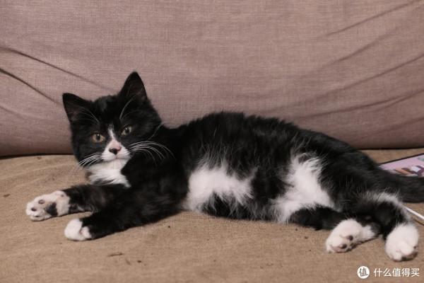 養三隻貓是一種怎樣的體驗？過來人的養貓（勸退）指南