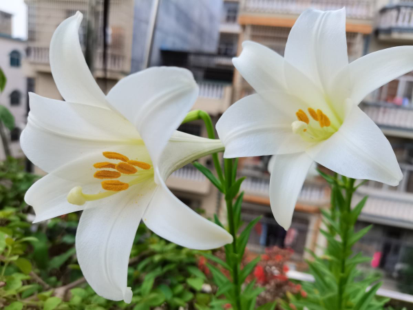 女人最愛的7種花，個個優雅美麗，令人愛不釋手