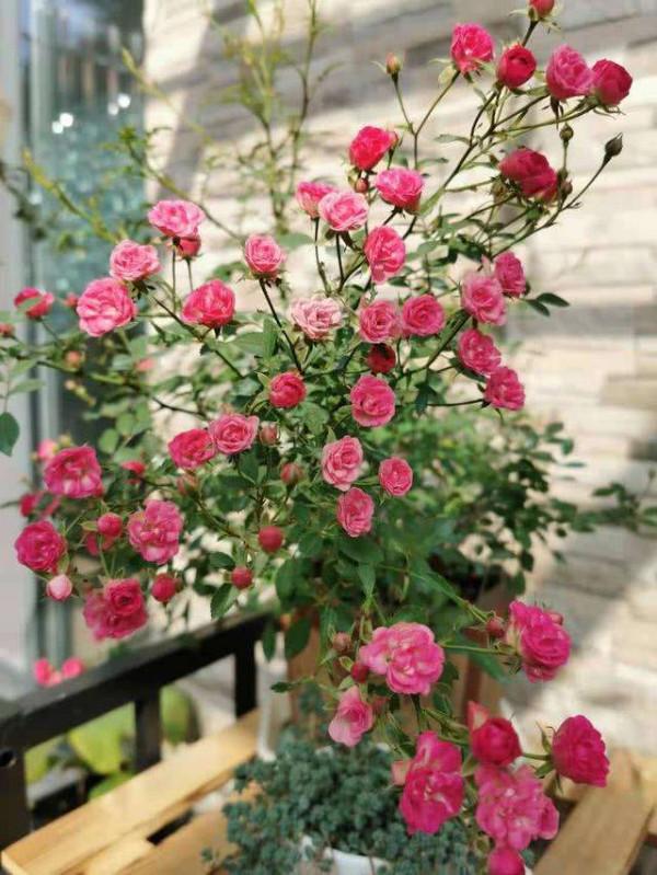 元旦前，“七種花”趕緊搬到陽臺上凍一凍，生長茂盛，花苞呼呼冒