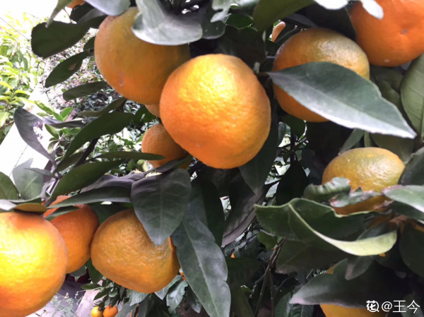 4種果樹,種在院子裡特旺宅,還有時令水果免費吃 4種果樹,種在院子裡特旺宅,還有時令水果免費吃