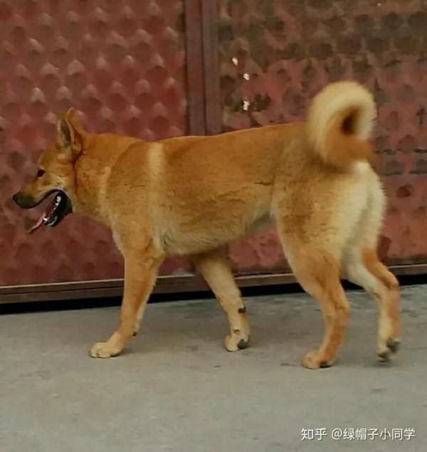 我家的大黃狗 我家的大黃狗