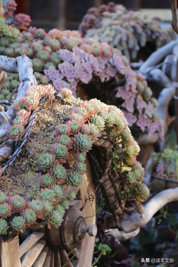 走進麗江古城多肉世界，目之所及皆是治癒