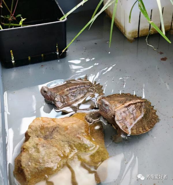 又到了龜不吃東西不下水的季節了，沒有好辦法對付它？