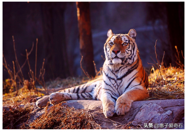 黑龍江奇石玉石一覽,一個石農的一塊石頭賣了30萬 黑龍江奇石玉石一覽,一個石農的一塊石頭賣了30萬