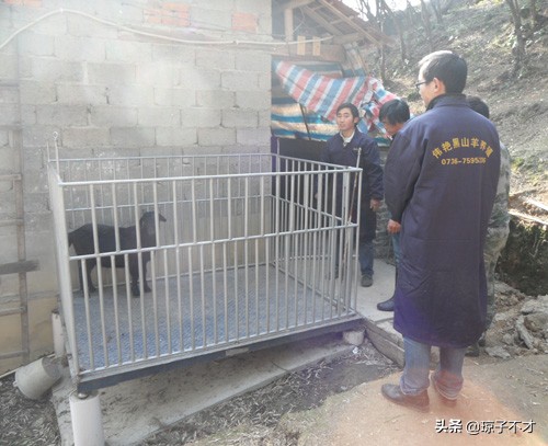 說說肉羊的一生，240天的生命，一般超過80斤就進屠宰場了