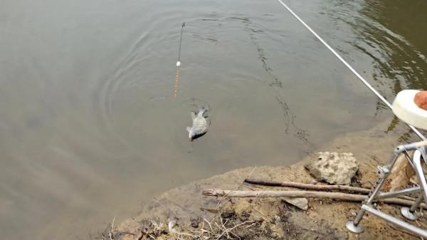 這4種“餓鬼魚”很貪吃,遇到連桿不是問題,魚護還得選大的 這4種“餓鬼魚”很貪吃,遇到連桿不是問題,魚護還得選大的