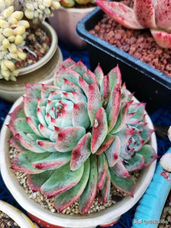 你會在肉肉正流行且價格不菲的時候入手嗎？