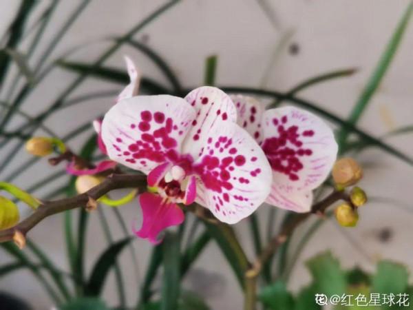 9種花是&OpenCurlyDoubleQuote;一次性&rdquo;，年前買、年後扔，不心疼錢嗎？