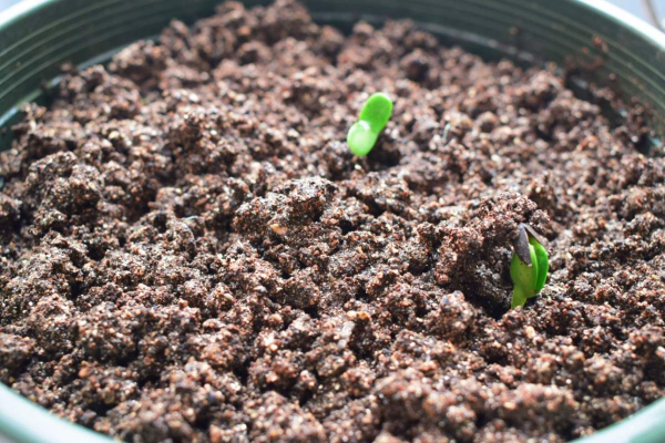 土壤板結像磚頭，4個方法學會，花卉呼吸特暢快