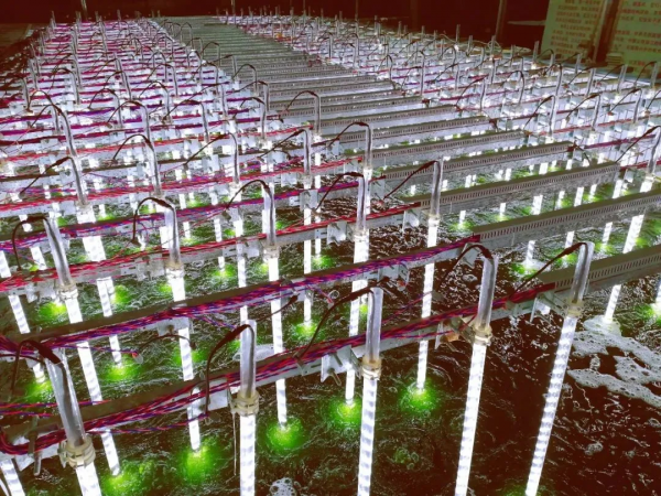 這小東西神了！吃的是二氧化碳，擠的是生物柴油