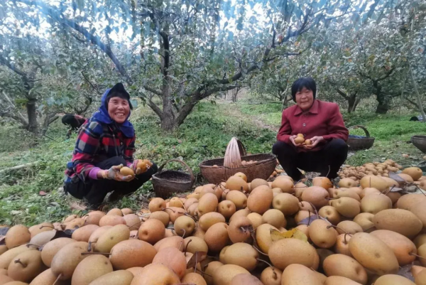 “幸福”樹,“黃金”果!廟子鎮黃柏村,鄉村旅遊發展結碩果! “幸福”樹,“黃金”果!廟子鎮黃柏村,鄉村旅遊發展結碩果!