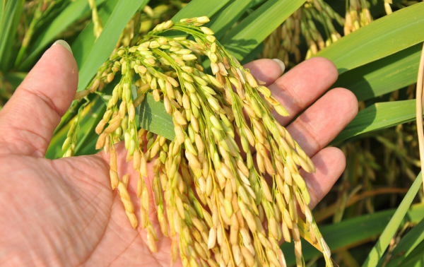 水稻畝產實現1300公斤,這是袁隆平院士的遺願,如今實現了 水稻畝產實現1300公斤,這是袁隆平院士的遺願,如今實現了