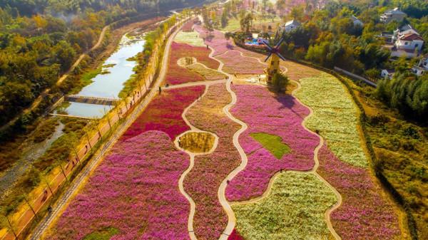 走讀山水長興 | 金秋時節銀杏黃 十里長廊人兒鬧（上）