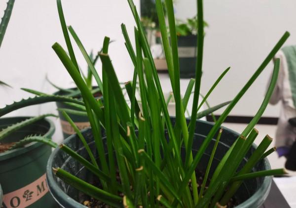 4種花很好養，&OpenCurlyDoubleQuote;有土有水&rdquo;就能長，葉子多花也多，又旺又漂亮