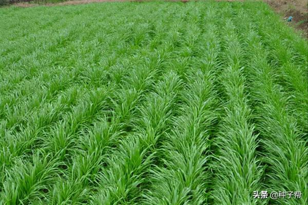 農諺說“寒露到霜降，種麥莫慌張”，種植小麥、黑麥的黃金期到了