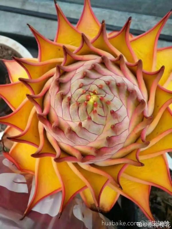 1種花俗稱“搖錢樹”,滿盆長滿小元寶,大吉大利,好看吉祥 1種花俗稱“搖錢樹”,滿盆長滿小元寶,大吉大利,好看吉祥