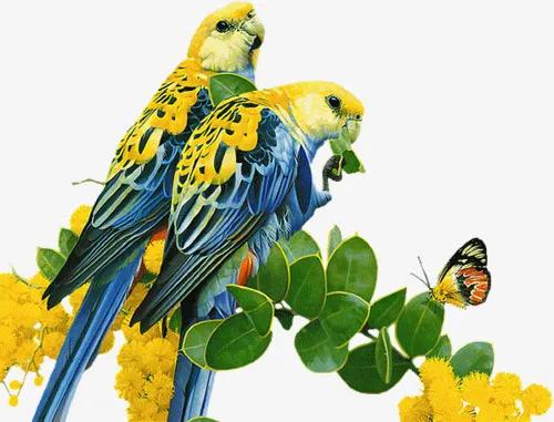 60多張雙比翼鳥圖欣賞