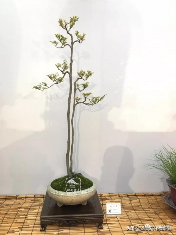 最高水準的素仁格盆景藝術，值得收藏