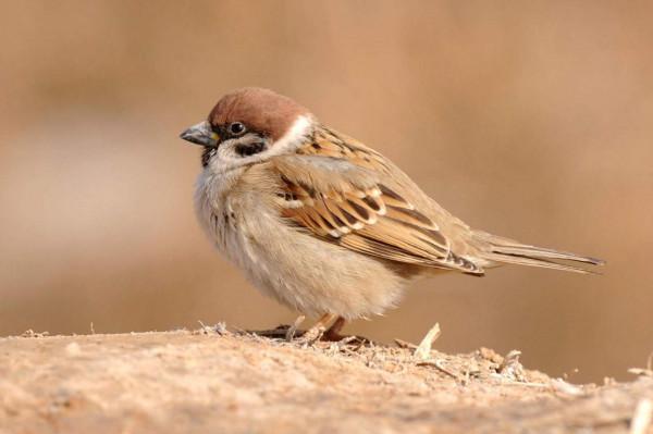 可怕的動物瘟疫：十年間格里芬兀鷲滅絕，候鳥帶來病毒致7人死亡