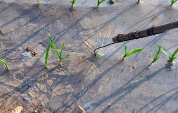 大蒜出苗問題多，播種前做好這幾點，苗齊、苗壯又增產