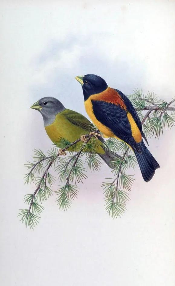 60多張雙比翼鳥圖欣賞