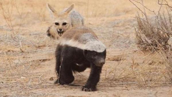 永不服輸的蜜獾，曾經有一個保護區飼養了兩隻，後來怎麼樣了？