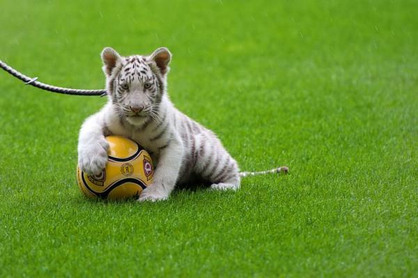 誰是你心目中的“球王”？盤點動物世界的“足下風采”