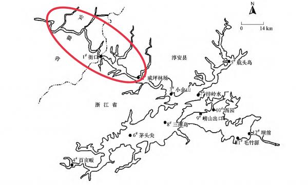 千島湖的“淨水魚”:鰱鱅放養60多年,水庫“魚王”到底有多大? 千島湖的“淨水魚”:鰱鱅放養60多年,水庫“魚王”到底有多大?