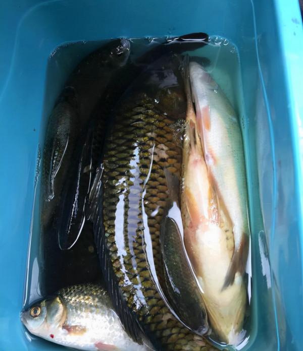 誤傷？湖北男子釣草魚卻意外釣起59斤水老虎，男子：溜得腿都軟了