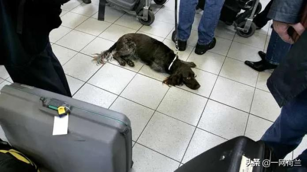 帶著寵物狗上荷航加價一倍