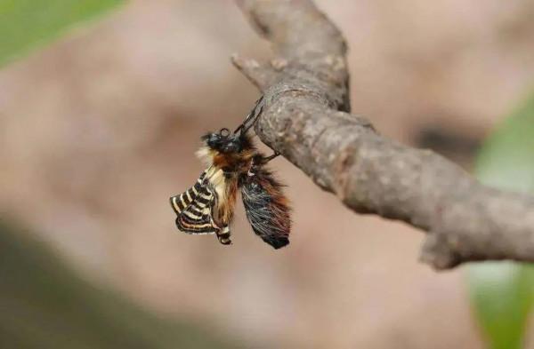 虎了吧唧的小&OpenCurlyDoubleQuote;虎子&rdquo;們