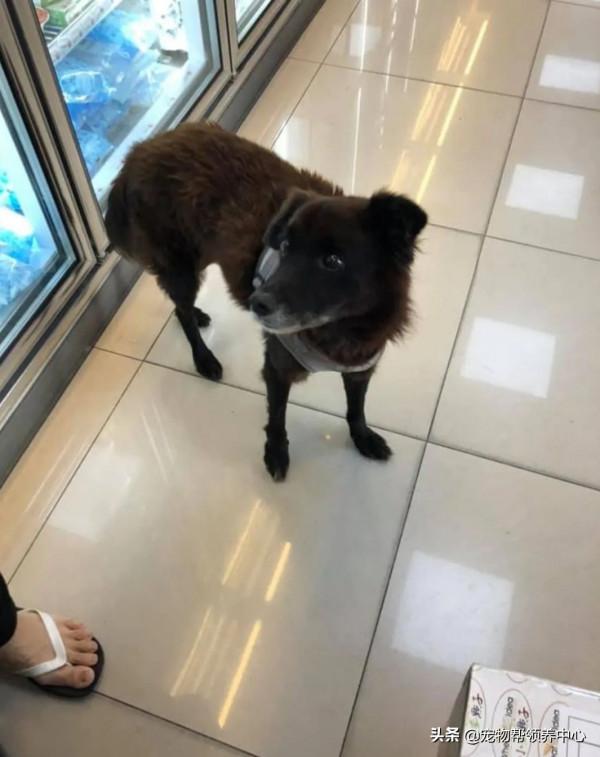 流浪狗躲雨後不願離開，為留下竟做出這些舉動，懂事得讓人心疼