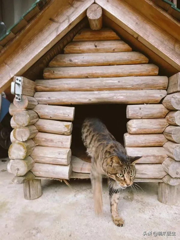 當社交NB症小貓咪進家後…主人：我造了什麼孽啊