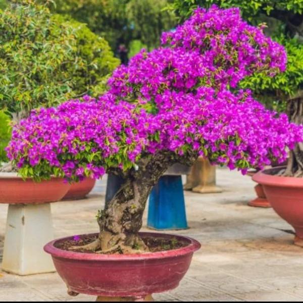 藝術在民間 藝術在民間