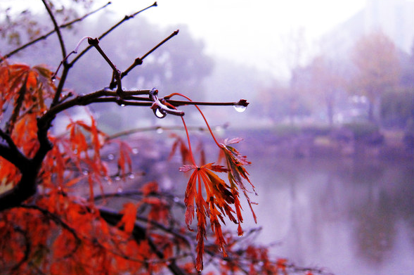 「詩詞鑑賞」遇見初冬,十首初冬的詩詞,遇見初冬別樣的美 「詩詞鑑賞」遇見初冬,十首初冬的詩詞,遇見初冬別樣的美