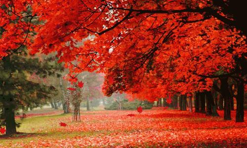 散文詩:《秋戀》 散文詩:《秋戀》