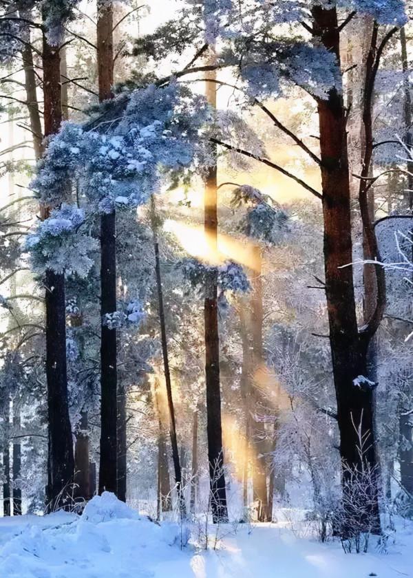 新疆霧凇,這才是完美冬天的開啟方式,真正的冰雪王國... 新疆霧凇,這才是完美冬天的開啟方式,真正的冰雪王國...
