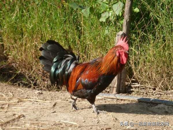 養這種腳杆矮小,年產213枚土雞蛋的“矮腳雞”應該很有搞頭吧? 養這種腳杆矮小,年產213枚土雞蛋的“矮腳雞”應該很有搞頭吧?