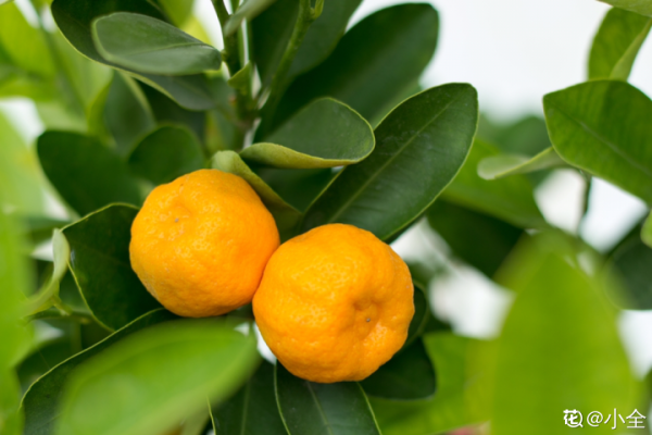 年宵花買回家，黃葉掉苞問題多，趕緊試試“急救”方法